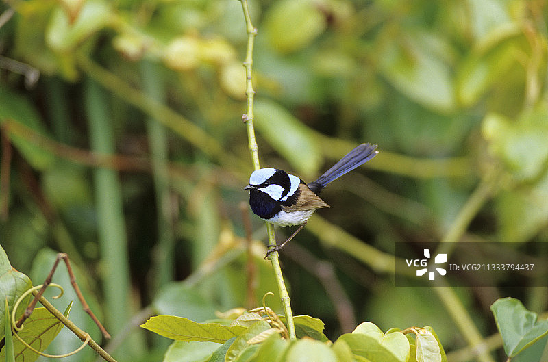 栖息在澳大利亚树枝上的精美细尾鹩莺图片素材