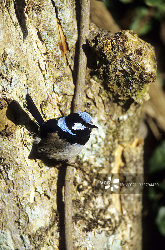 雄性鹩莺，栖息在澳大利亚拉明顿的树干上图片素材