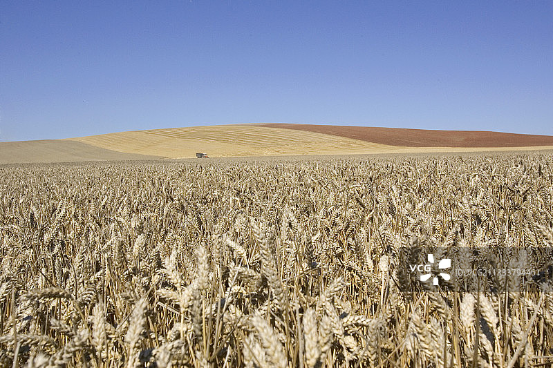 法国收获期间的成熟麦田图片素材