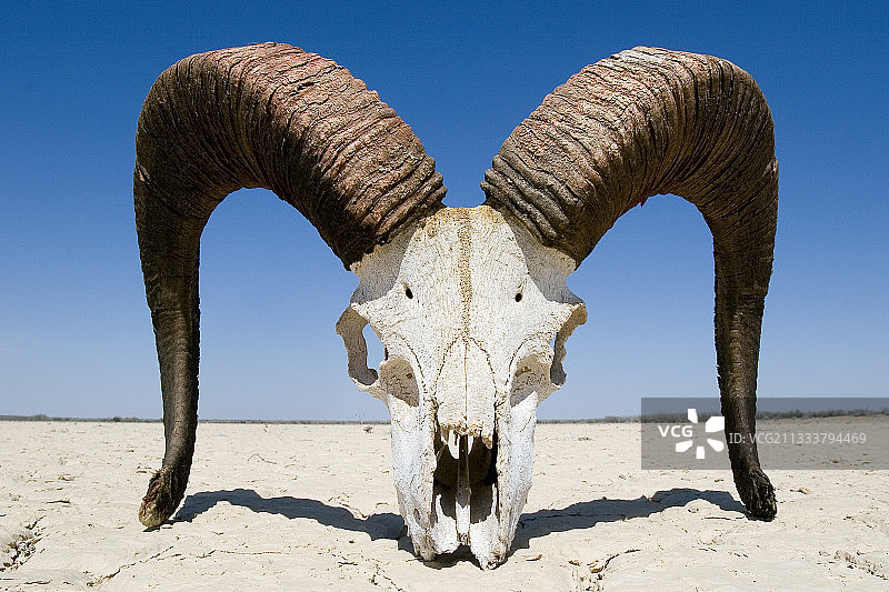 哈萨克草原的野羊头骨图片素材