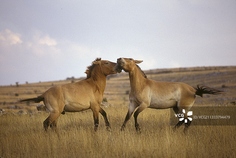 在法国塞文山脉草地上玩耍的普氏野马图片素材