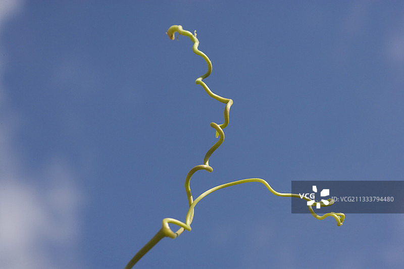 法国的葡萄藤卷须图片素材