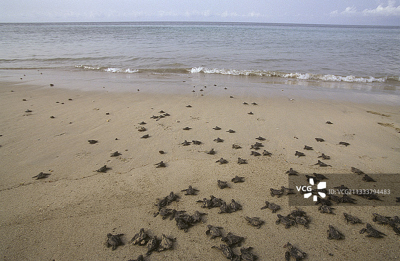 圣多美岛的太平洋丽龟幼龟图片素材