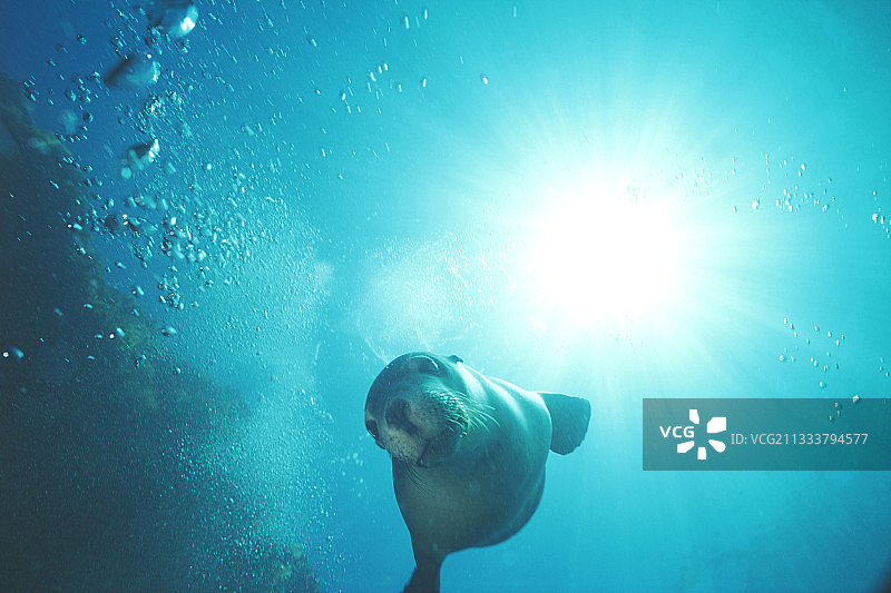 澳大利亚袋鼠岛上的海狮图片素材