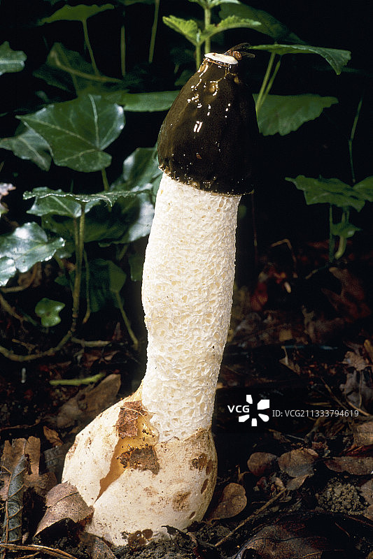 法国鬼笔图片素材