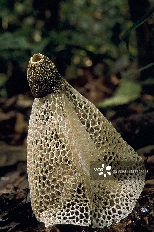 加里曼丹地区的奇怪竹荪图片素材