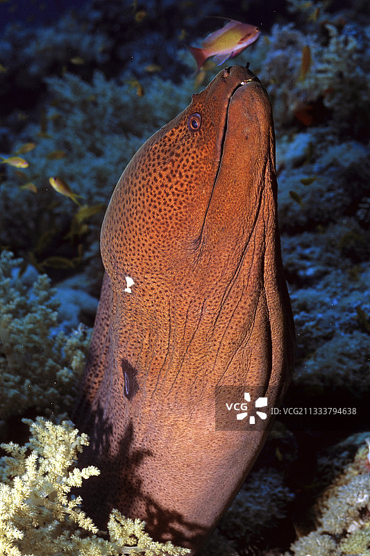 红海苏丹的巨型海鳗图片素材
