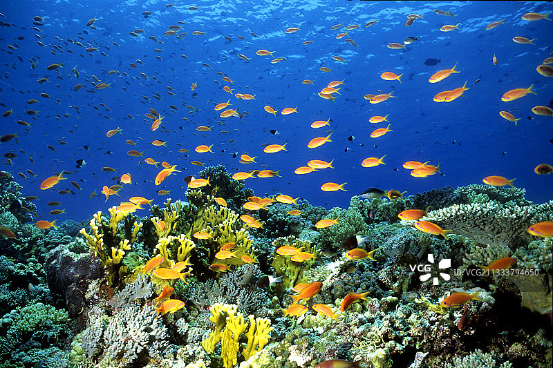 红海苏丹的花鮨和珊瑚礁图片素材