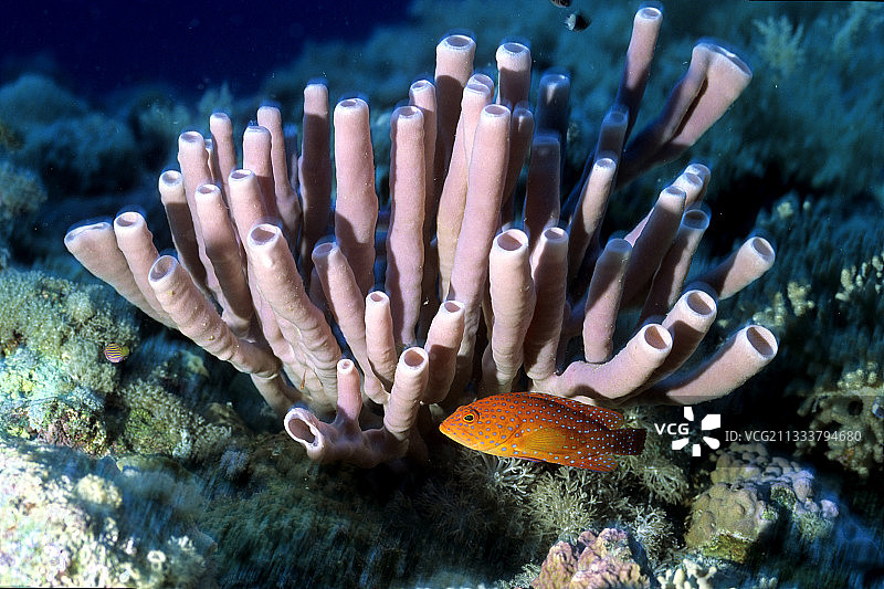 红海苏丹珊瑚鮨鱼和海绵图片素材