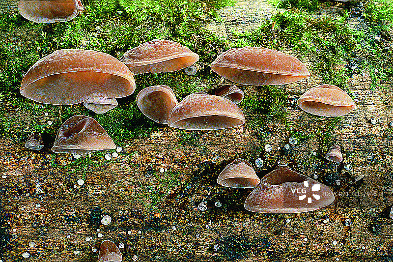 法国的毛木耳图片素材