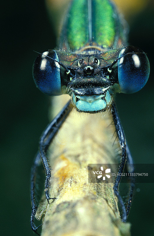 法国树枝上，绿宝石豆娘面对面图片素材
