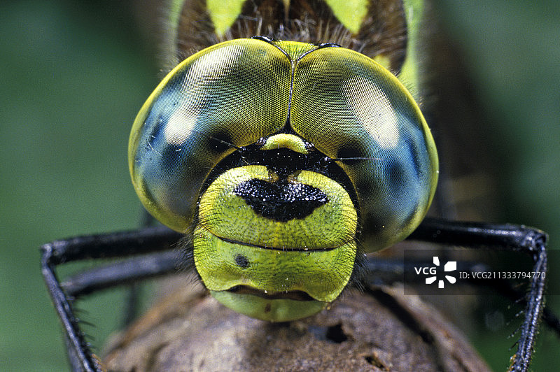法国蓝眼蜓头部和眼睛大图图片素材