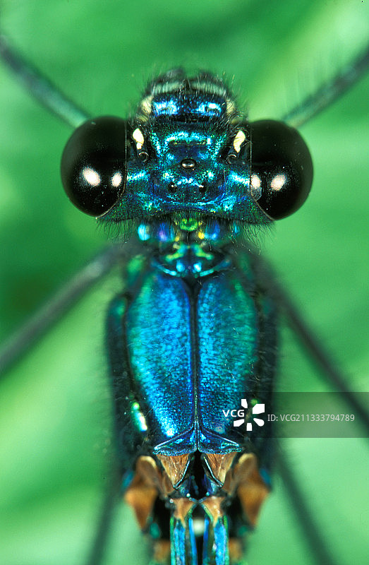 美丽豆娘雄性的头部和胸部大图图片素材