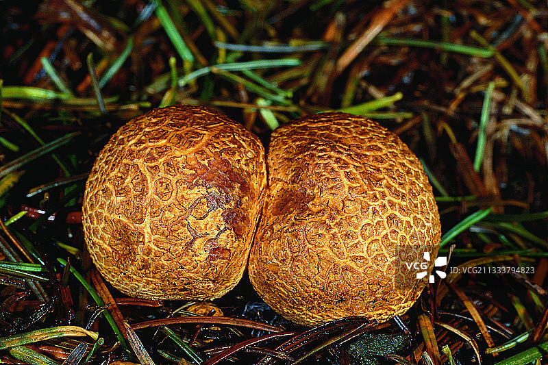 法国普通马勃菌的原始形态图片素材