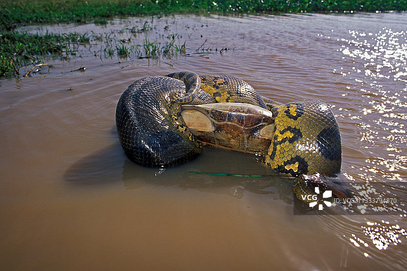 委内瑞拉亚诺斯草原上缠绕在海龟身上的森蚺图片素材