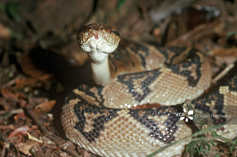 法属圭亚那的澳洲毒蛇图片素材