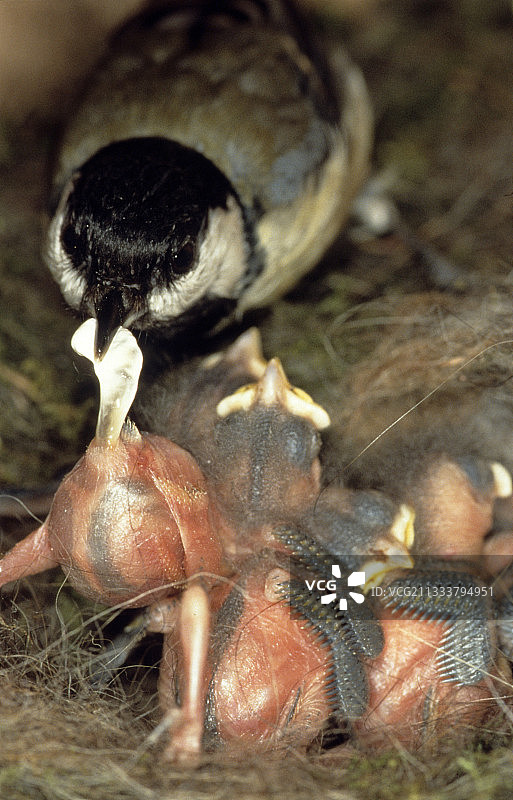 在法国鸟巢里的大山雀和幼鸟图片素材