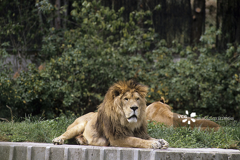 西班牙马德里动物园里的北非狮图片素材