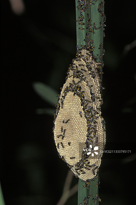 澳大利亚树叶上的野生蜂巢图片素材