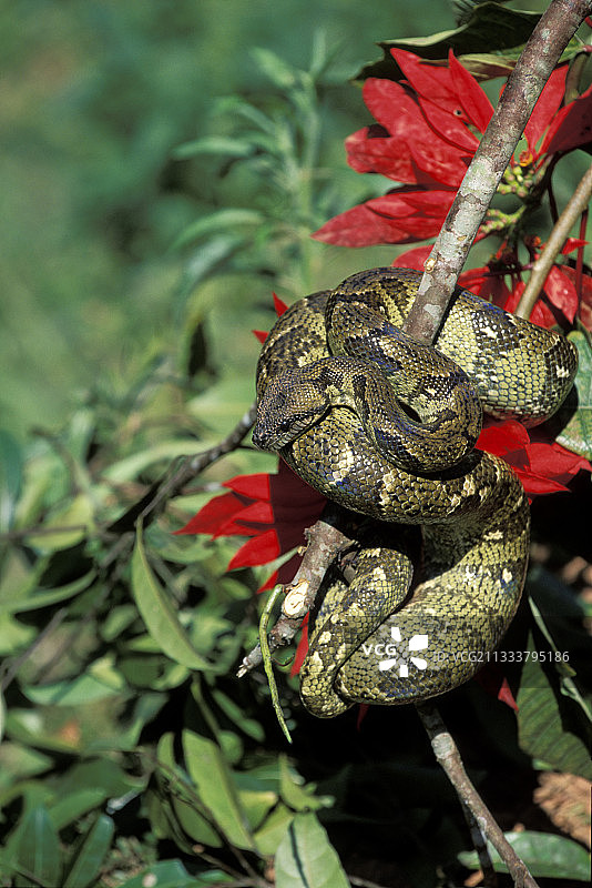 盘绕在树枝上的马达加斯加树蚺图片素材