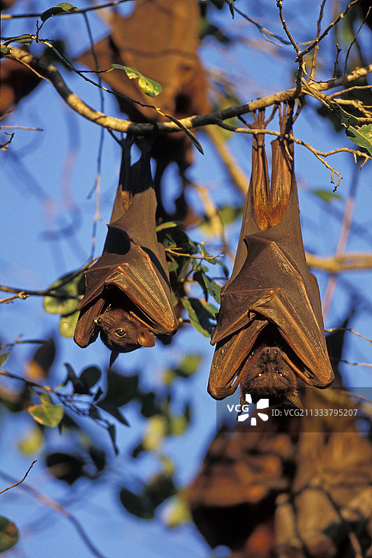 澳大利亚挂在树枝上的小红狐蝠图片素材