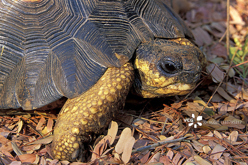 马达加斯加辐射陆龟肖像图片素材