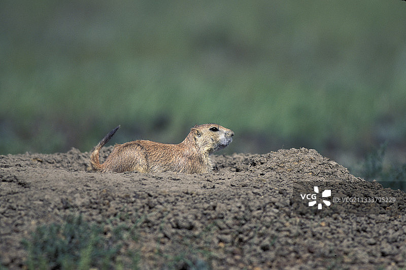 躺在洞穴上的黑尾草原犬鼠图片素材
