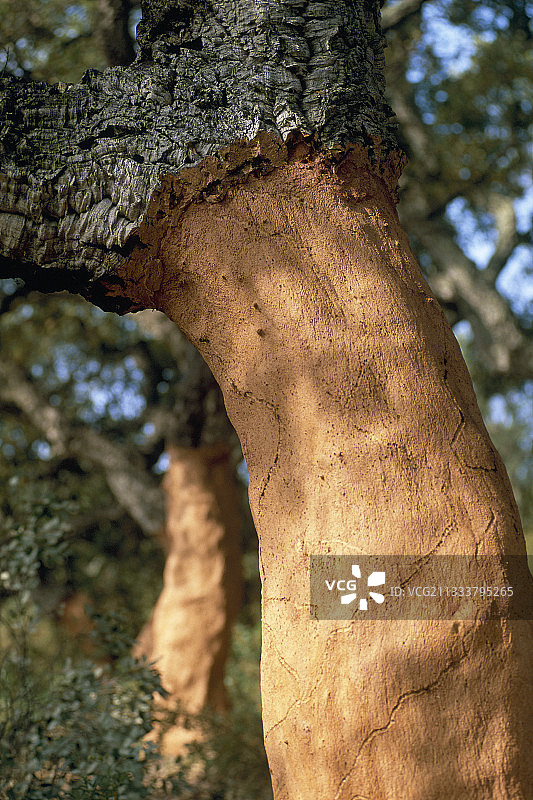 去皮的软木橡树树干，法国东比利牛斯省图片素材