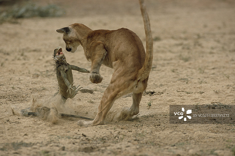 鬣蜥与美洲狮的冲突，委内瑞拉图片素材