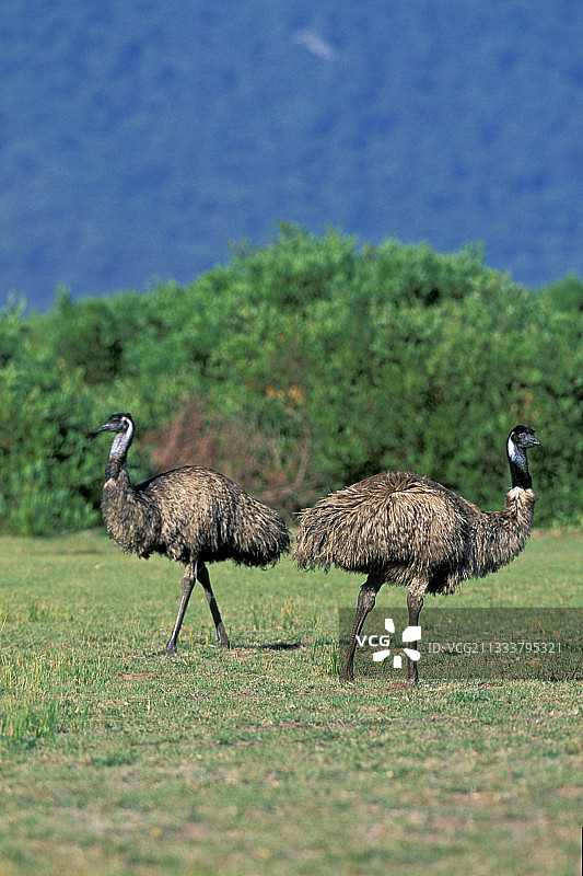 一对澳洲鸸鹋图片素材