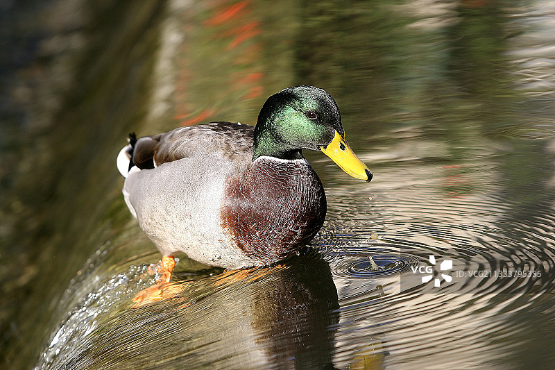 法国野鸭图片素材