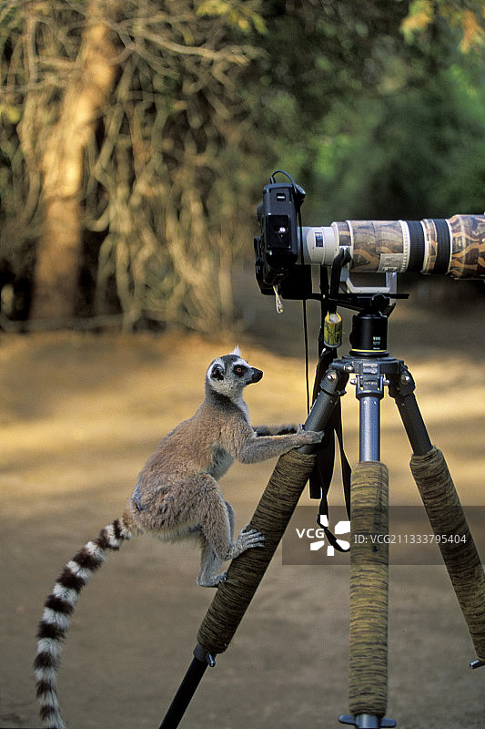 环尾狐猴攀爬在相机三脚架上图片素材