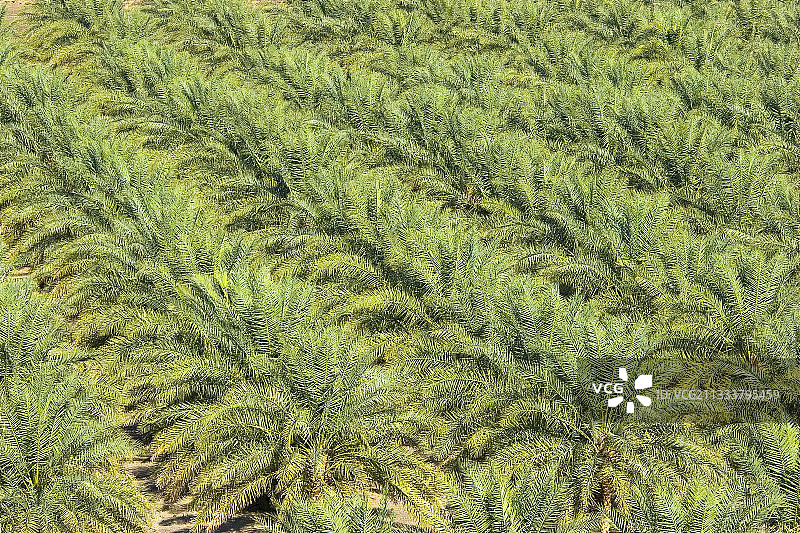 阿曼苏丹国一月图片素材