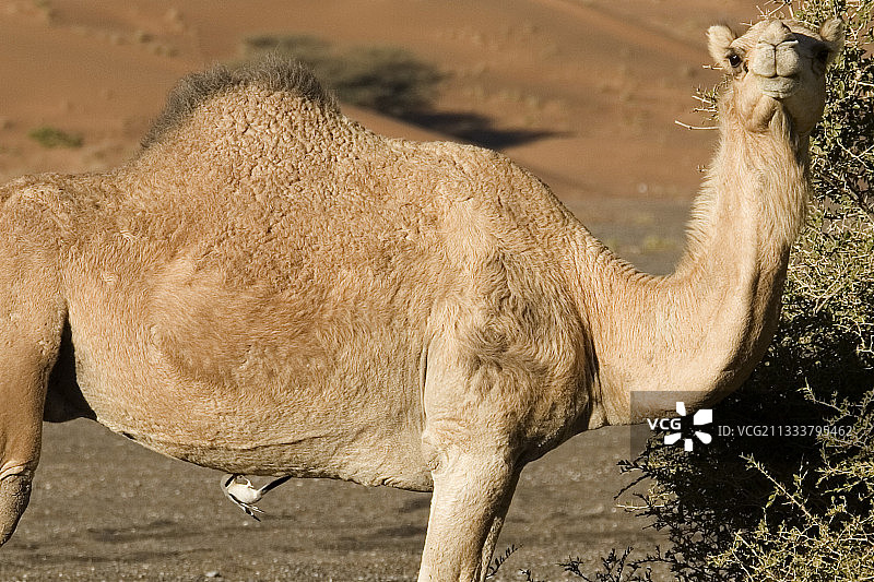 阿曼苏丹国一月图片素材