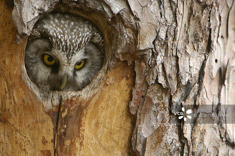 鬼鸮在巢中，法国凯拉斯图片素材