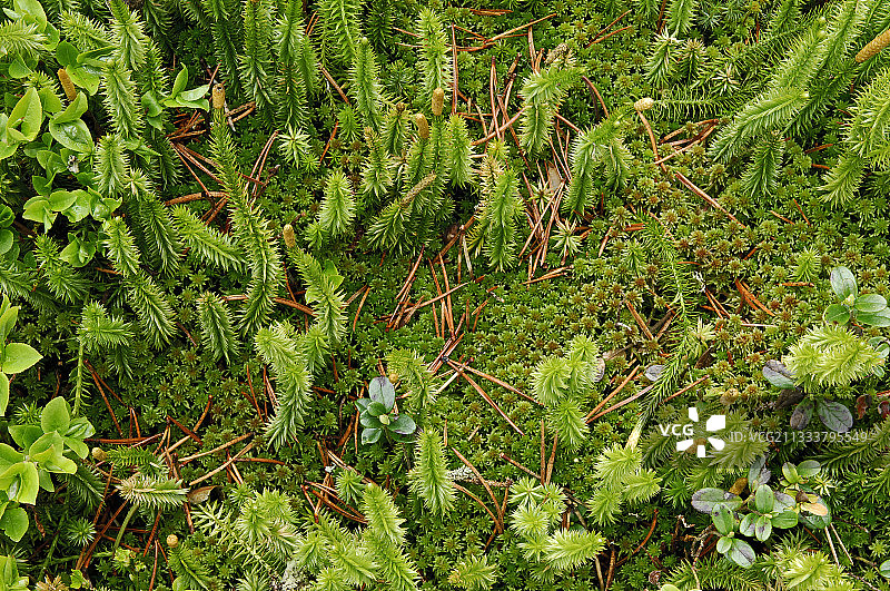 生长在法国杜布斯沼泽中的石松图片素材