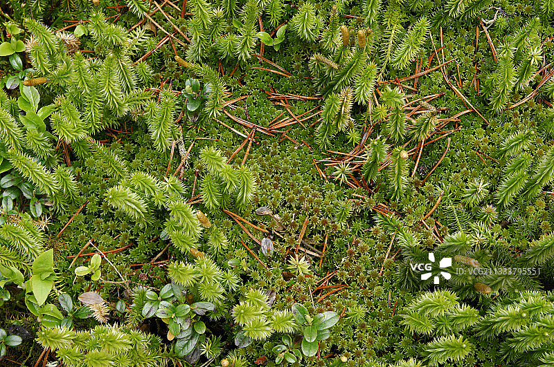 生长在法国杜布斯沼泽中的石松图片素材