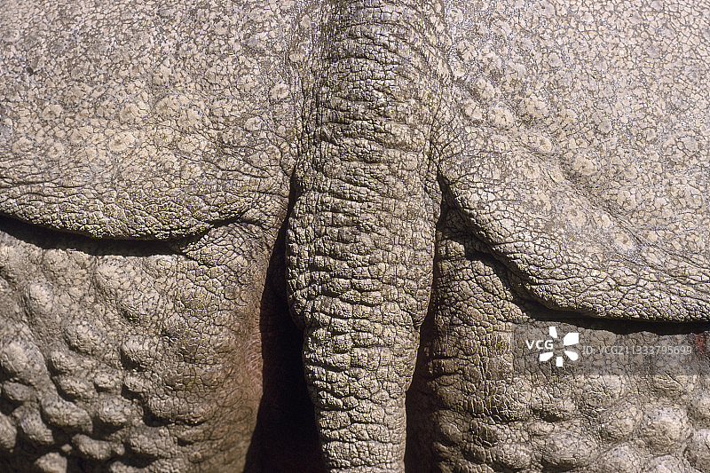 尼泊尔印度犀牛背面图片素材