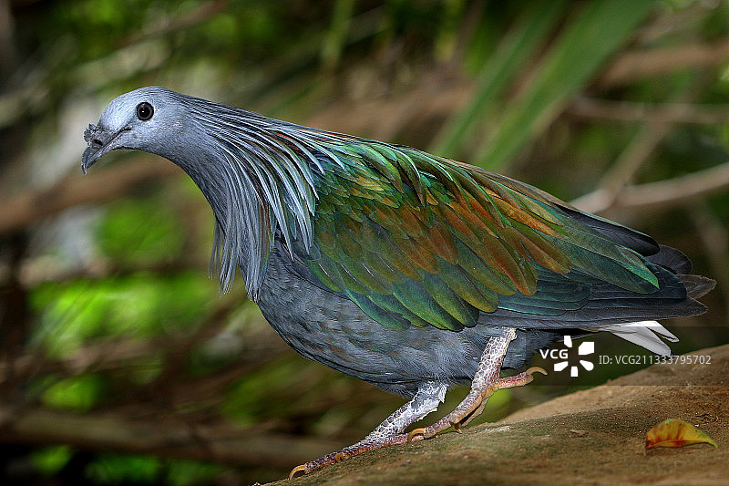 动物园：鸟类花园，城市：Upie图片素材