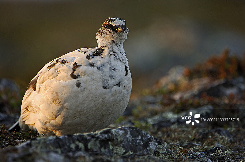 乌尔霍·吉科宁国家公园的雷鸟，芬兰图片素材