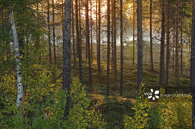 阳光照耀下的芬兰泥炭沼泽图片素材