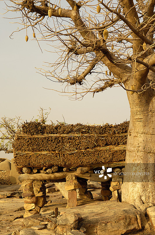 多贡村马里的议事亭和猴面包树图片素材