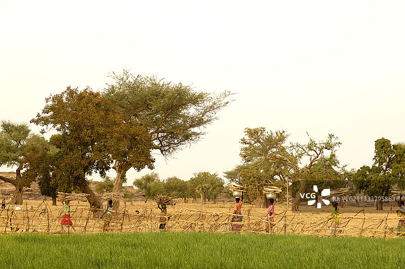 来自马里Dogon地区的女性图片素材