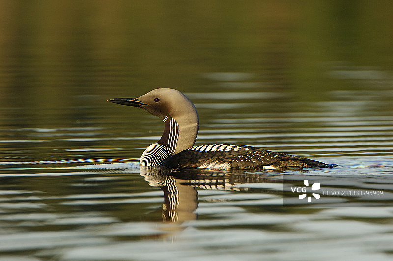 在塞特西米宁国家公园游泳的潜水员，芬兰图片素材