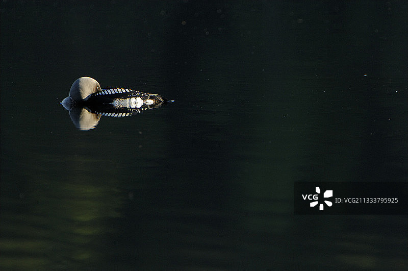 在芬兰钓鱼的潜水员图片素材