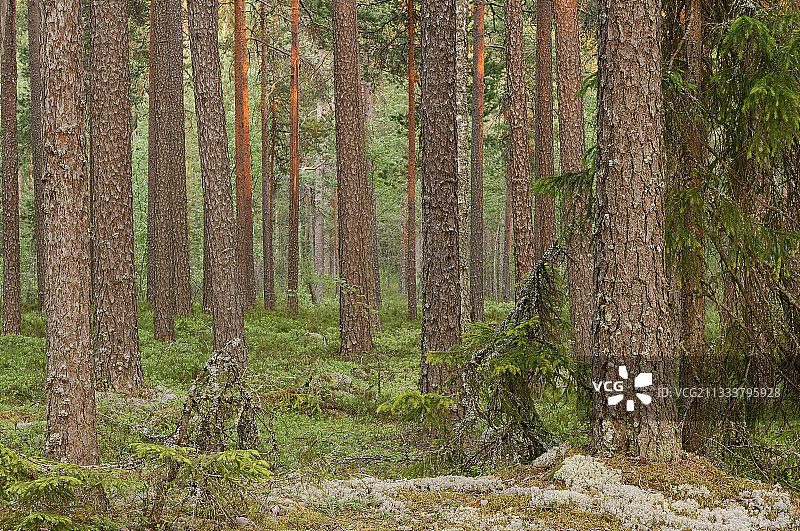 芬兰原始森林林下植被图片素材