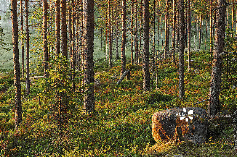 芬兰原始森林林下植被图片素材
