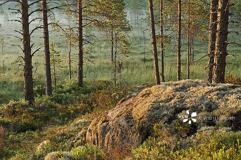 芬兰原始森林林下植被图片素材