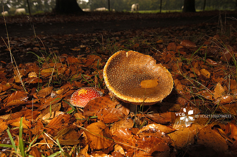 比利时林下毒蝇伞图片素材