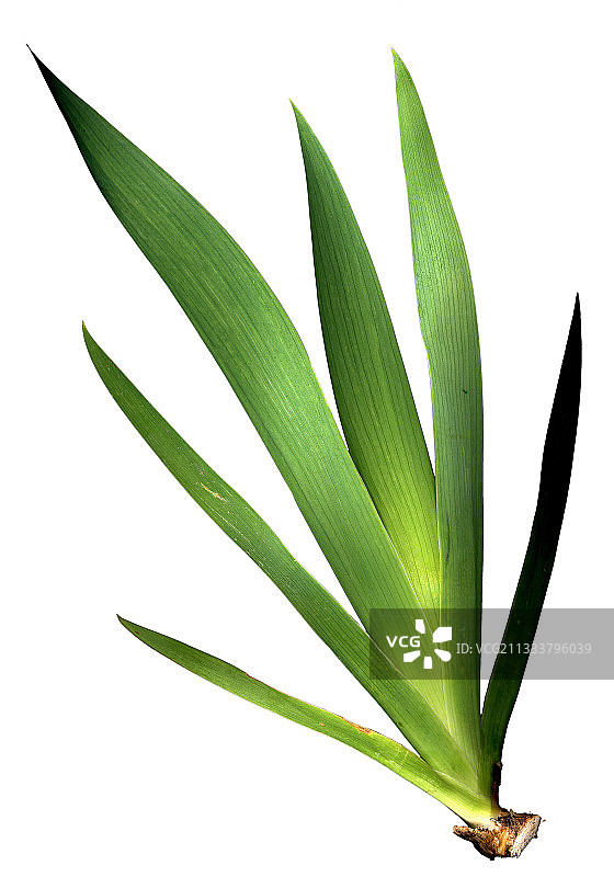 鸢尾叶图片素材